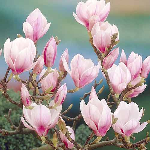 Magnolia Festirose, P9 articol fotografie 1 Magnolia Festirose, P9 imagine 1 articol 1096