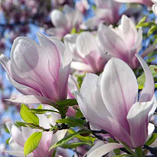 Magnolia Heaven Scent imagine 1 articol 4077