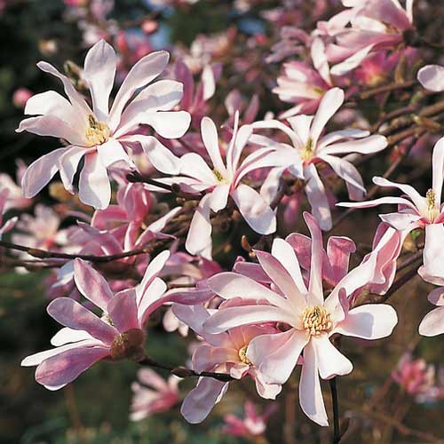 Magnolia Leonard Messel imagine 1 articol 9077