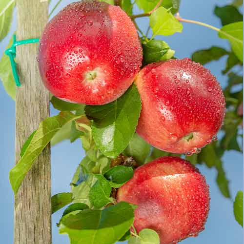 Măr (columnar) Carneval imagine 1 articol 2002