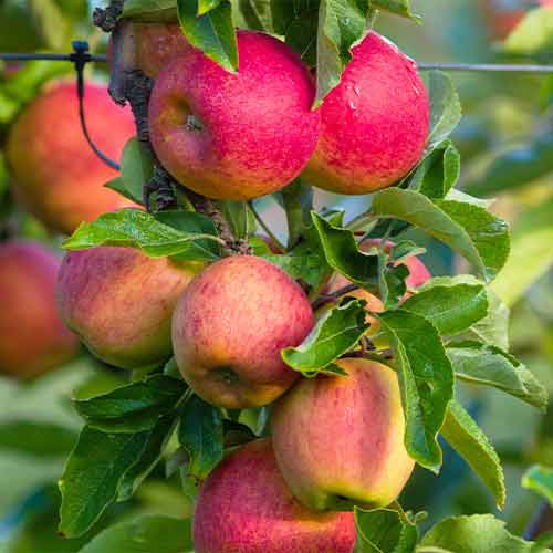 Măr (columnar) Fuji imagine 1 articol 2003