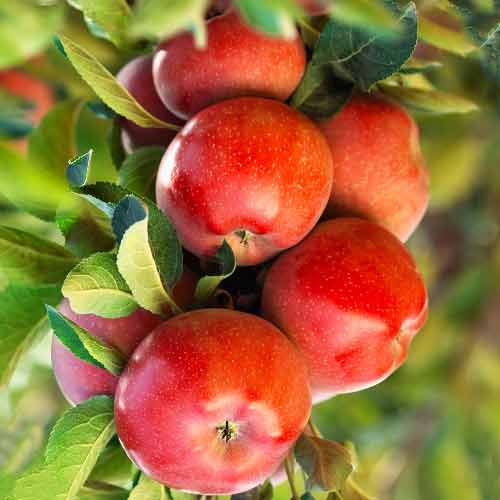 Măr (columnar) Gala Lord imagine 1 articol 2004