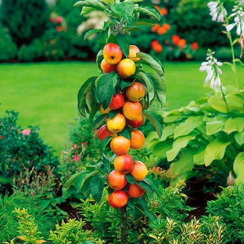 Măr columnar Garden Fountain imagine 1 articol 1947