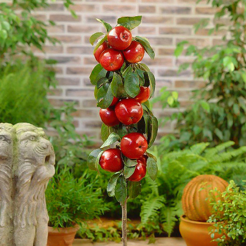 Măr columnar Red River, С2 articol fotografie 1 Măr columnar Red River, С2 imagine 1 articol 1951