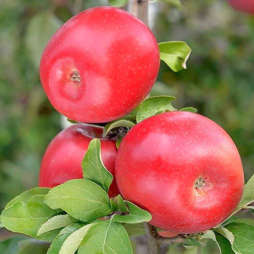 Măr Gala Crown articol fotografie 1 Măr Gala Crown imagine 1 articol 7975