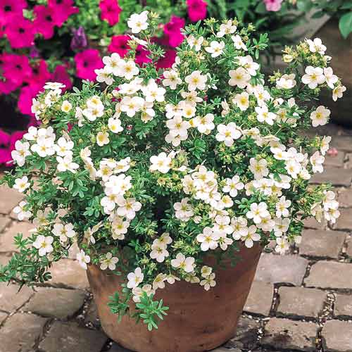 Potentilla Snowbird articol fotografie 1 Potentilla Snowbird imagine 1 articol 4475