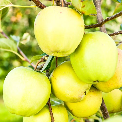 Măr Golden Delicios imagine 1 articol 7486