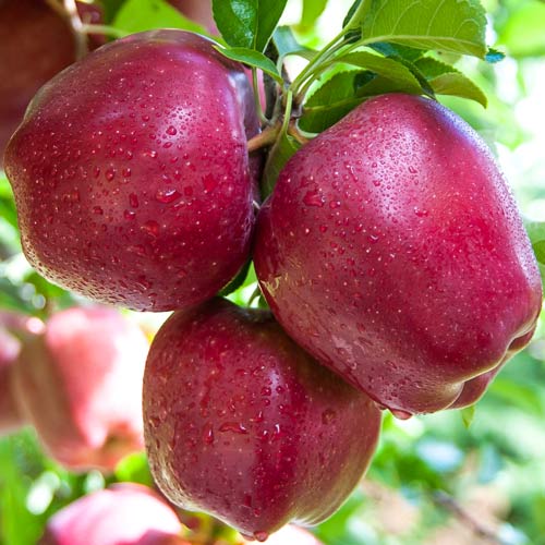 Măr Starkrimson Delicious imagine 1 articol 7937