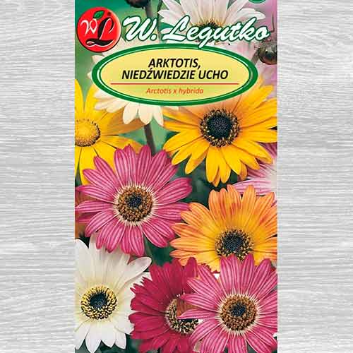 Margaretă africană, mix multicolor Legutko imagine 1 articol 69555