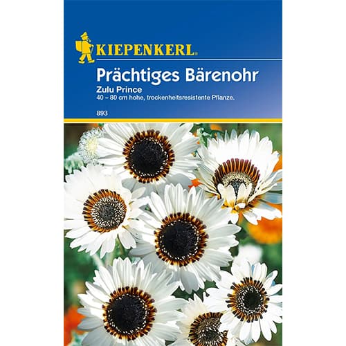 Margaretă africană Zulu Prince imagine 1 articol 77423