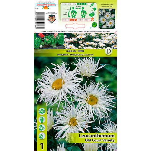 Margaretă Old Court Variety articol fotografie 1 Margaretă Old Court Variety imagine 1 articol 76613