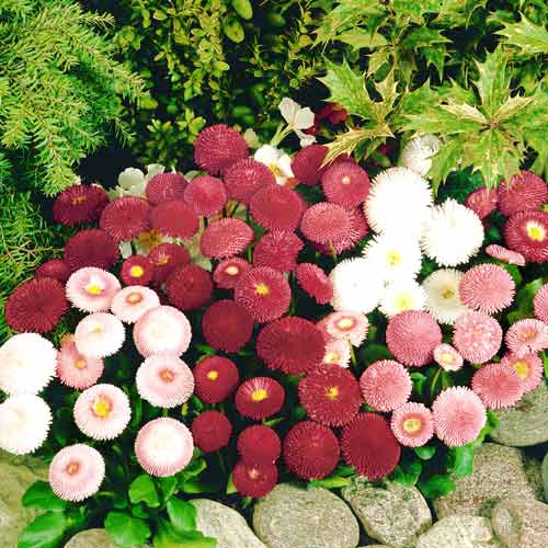 Margarete Pomponette, amestec articol fotografie 1 Margarete Pomponette, amestec imagine 1 articol 66849