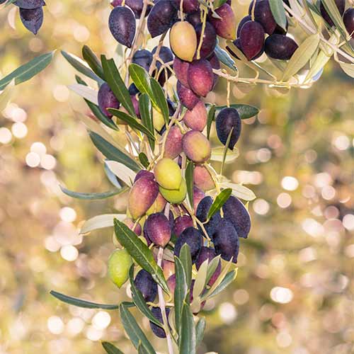 Măslin (columnar) Arbequina imagine 1 articol 2017