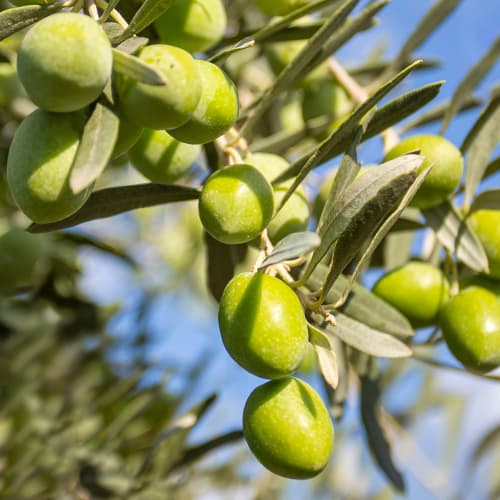 Măslin Damaskinati, C2 imagine 1 articol 9682