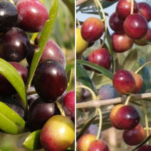 Ofertă specială! Măslini Duo, set de 2 soiuri imagine 1 articol 4882