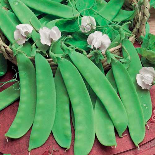 Mazăre Norli imagine 1 articol 96688