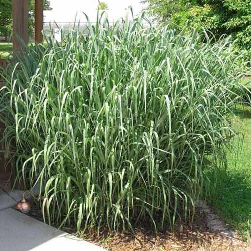 Mei decorativ Dallas Blues imagine 1 articol 4091