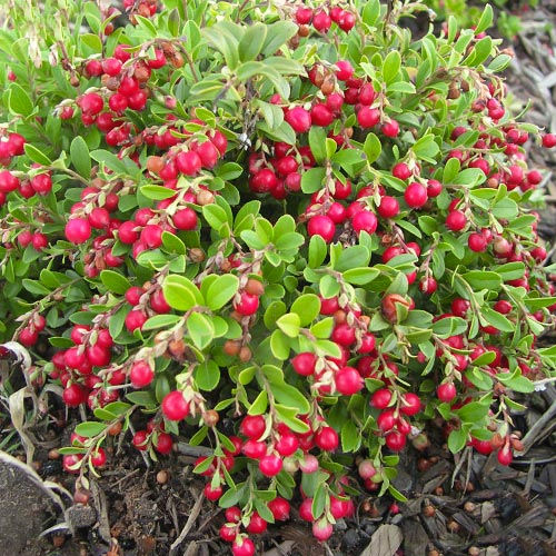 Merișor Koralle imagine 1 articol 9207