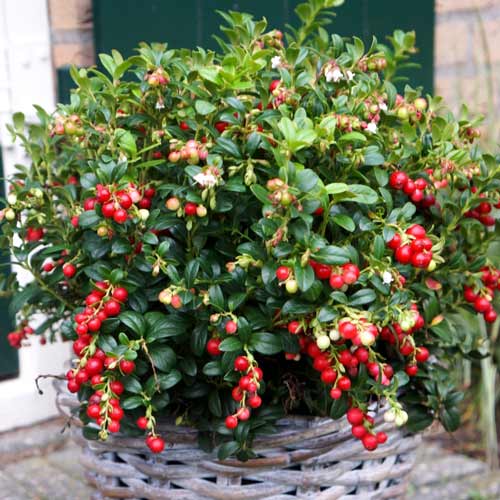 Merisor Miss Cherry articol fotografie 1 Merisor Miss Cherry imagine 1 articol 9268