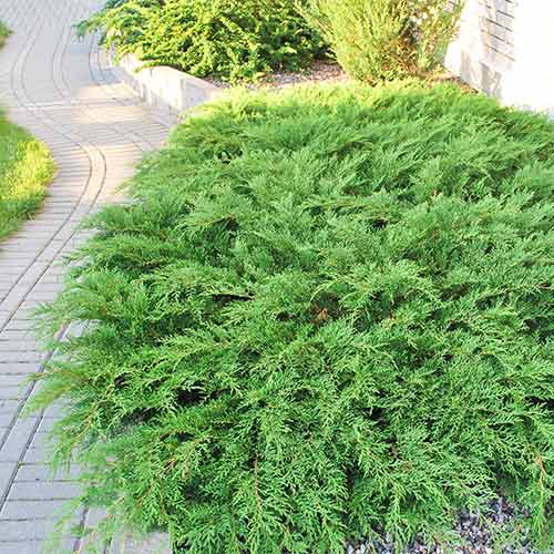 Microbiota decussata Gold Spot imagine 1 articol 9444