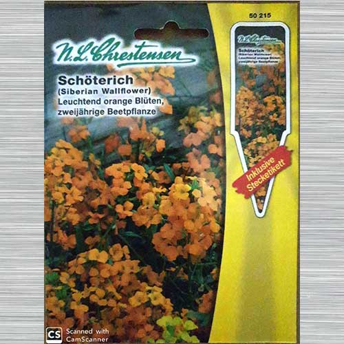 Micșunea Goldlack imagine 1 articol 69298