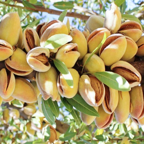 Migdal Avijor, С2 imagine 1 articol 7947