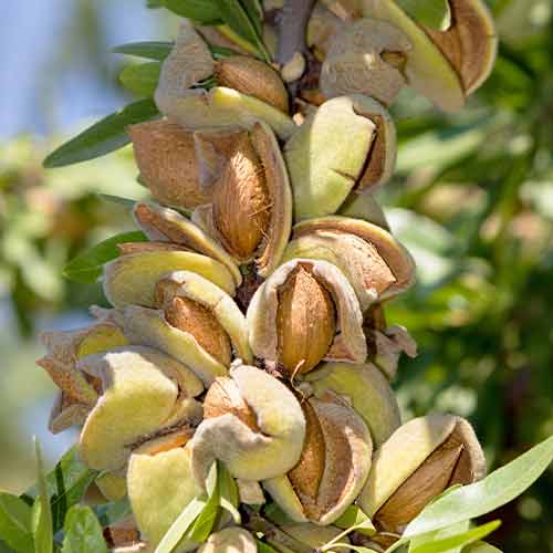 Migdal (columnar) Avijor imagine 1 articol 2001