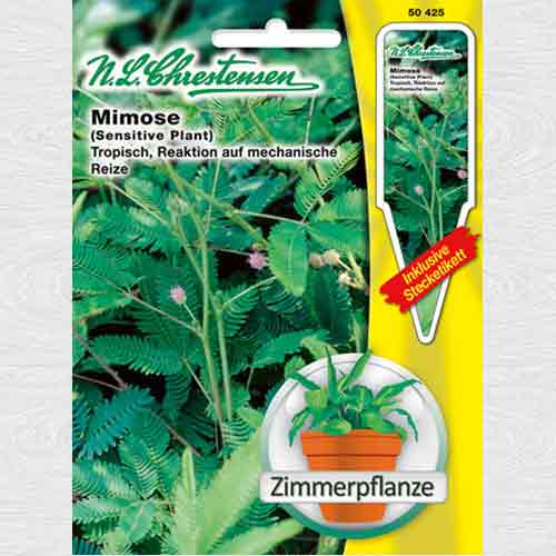 Mimoză articol fotografie 1 Mimoză imagine 1 articol 69341