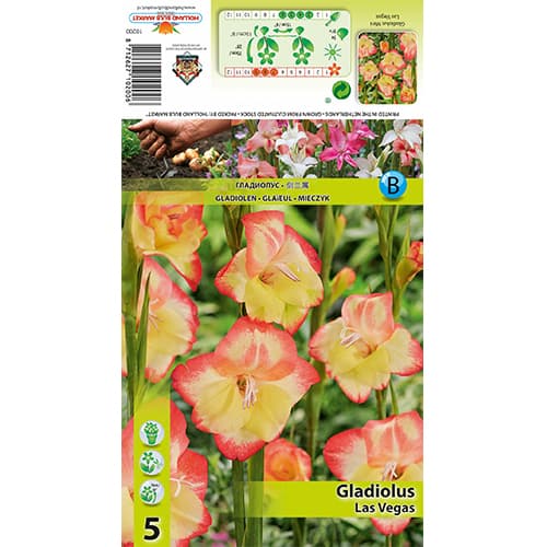 Mini Gladiolus Las Vegas imagine 1 articol 77825