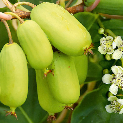 Mini-kiwi Super Jumbo imagine 1 articol 8429