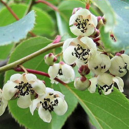 Mini kiwi Adam imagine 1 articol 9241