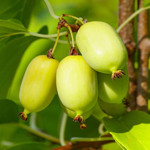 Mini kiwi Chang Bai Giant, С2 imagine 1 articol 5456