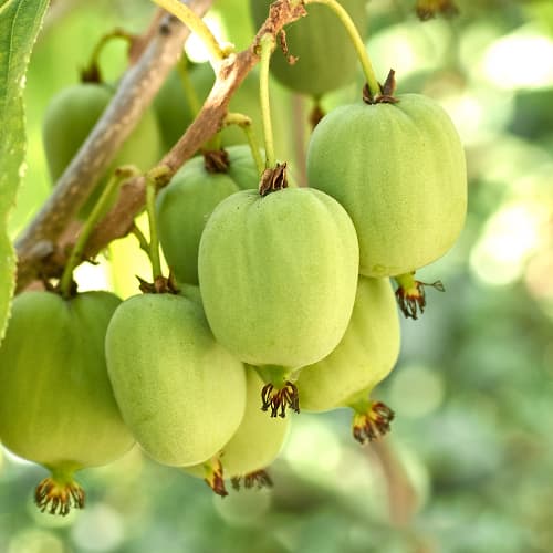 Mini kiwi Hokey Pokey®, С2 imagine 1 articol 5449