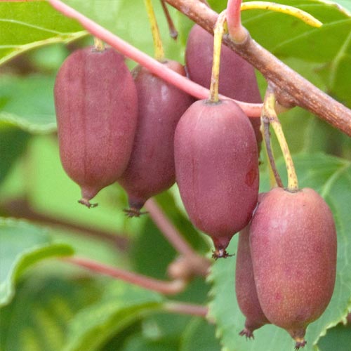 Mini kiwi Hard Red imagine 1 articol 8302