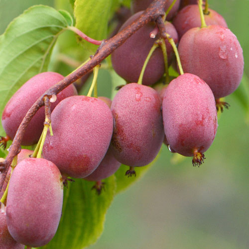 Mini kiwi Purpurna Sadowa imagine 1 articol 9315