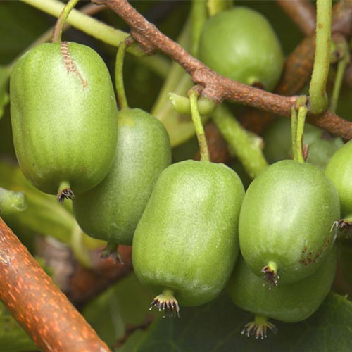 Mini kiwi Vitikiwi ®, С2 imagine 1 articol 8202