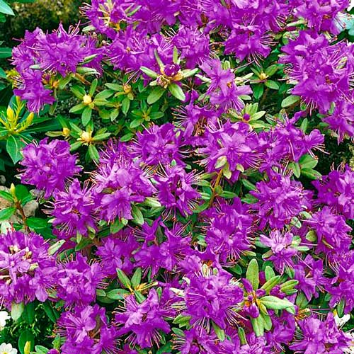 Rhododendron Blue Silver imagine 1 articol 2545