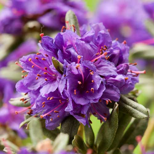 Rhododendron Blue Silver imagine 2 articol 2545
