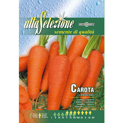 Morcovi Chantenay articol fotografie 1 Morcovi Chantenay imagine 1 articol 87157