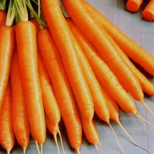 Morcovi Amsterdam articol fotografie 1 Morcovi Amsterdam imagine 1 articol 66611