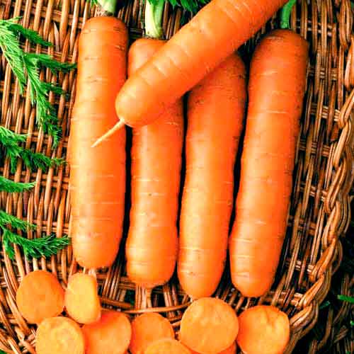 Morcovi de masă Nantes 5 imagine 1 articol 66690