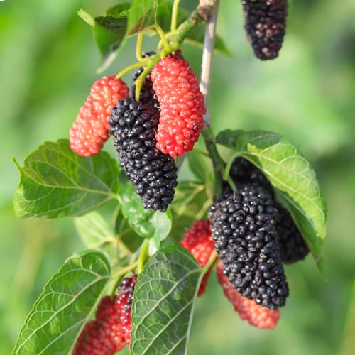 Dud Full Seasons, С2 imagine 1 articol 5452