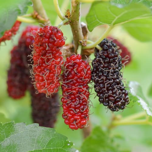 Dud Red No.2, С2 imagine 1 articol 5453