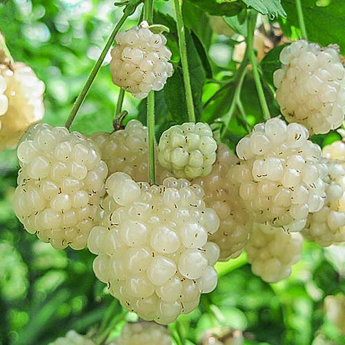 Mur Alb articol fotografie 1 Mur Alb imagine 1 articol 7690