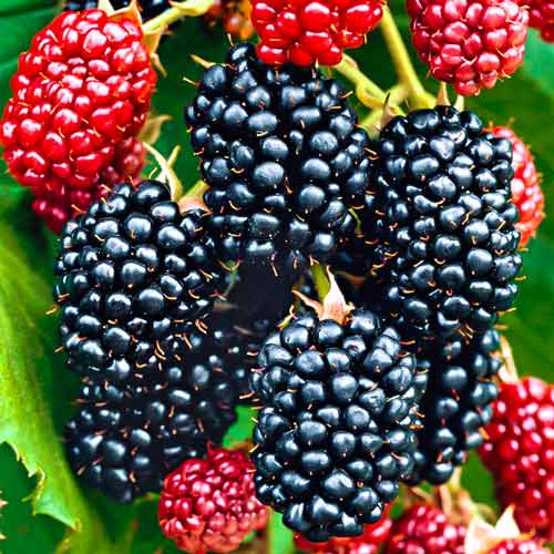 Mur Big Maks XXL articol fotografie 1 Mur Big Maks XXL imagine 1 articol 7500