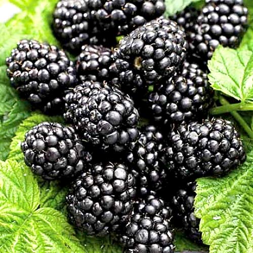 Mur fără spini  Loch Ness imagine 1 articol 4973_1