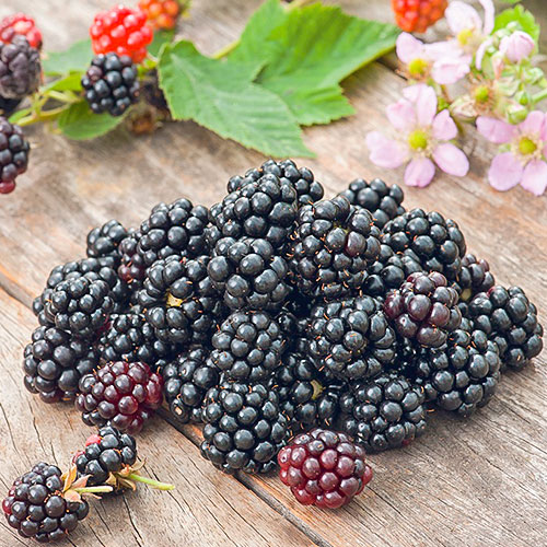 Mur Curgător imagine 1 articol 7693