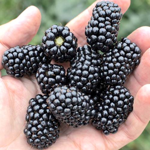 Mur fără spini  Loch Ness imagine 2 articol 4973_1