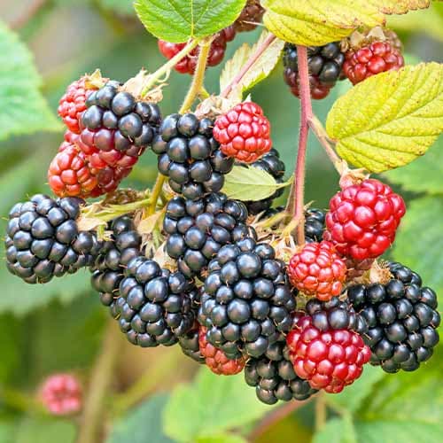 Mur Navaho imagine 1 articol 7504