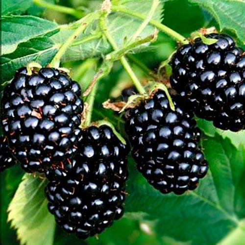 Mur TornFree imagine 1 articol 9061_1